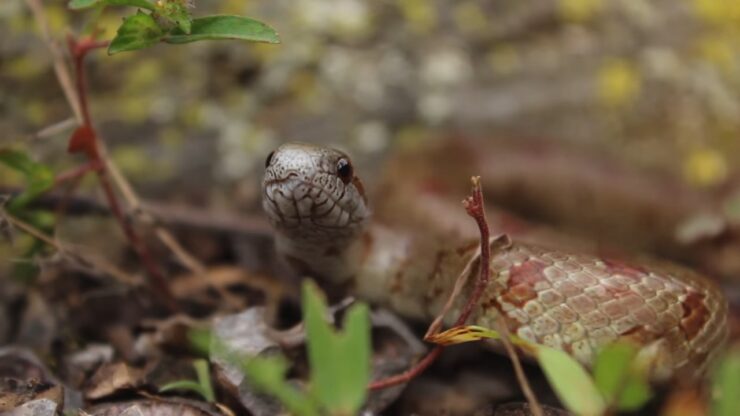 RARE MOLE KING SNAKe