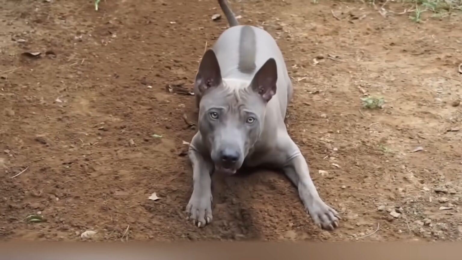 15 Most Rarest Dog Breeds in World 2024 Beyond the Ordinary