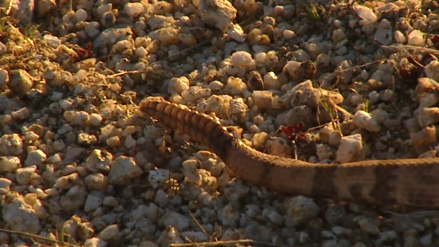 Upstate New York Timber Rattlesnakes Party Gathering
