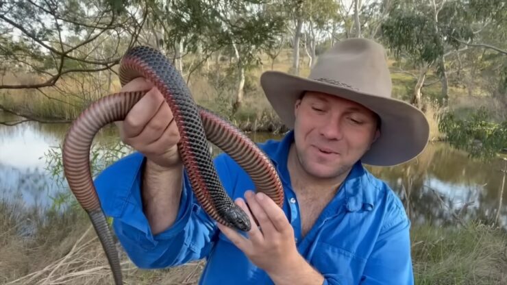 Red-bellied Black Snake