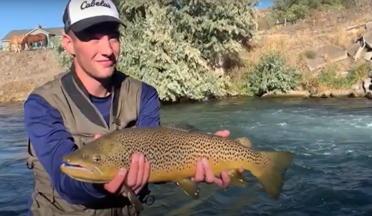 sNAKE RIVER BROWN TROUT