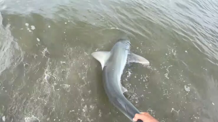 Shark in south carolina