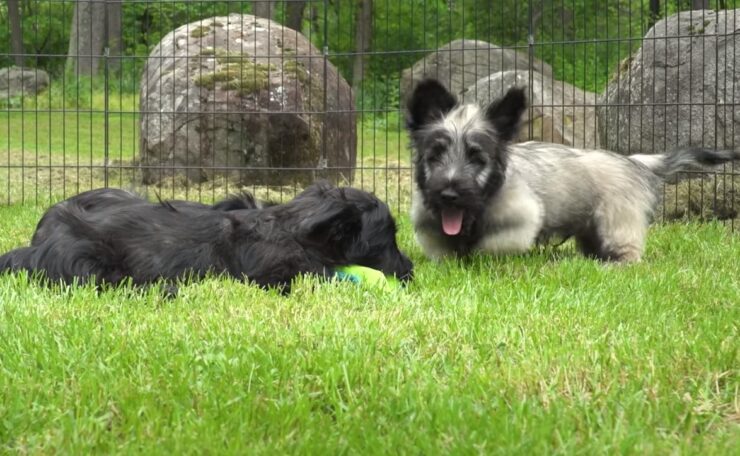 Skye Terrier