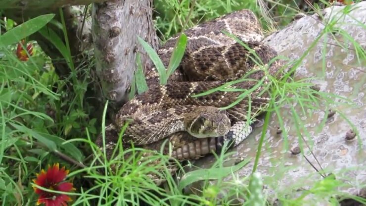 Snakes Behavior, Feeding and Diversity