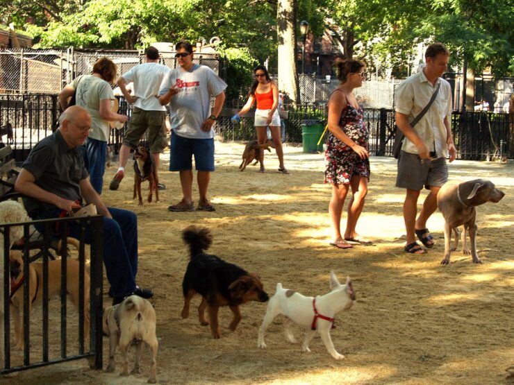 Stapleton Dog Park