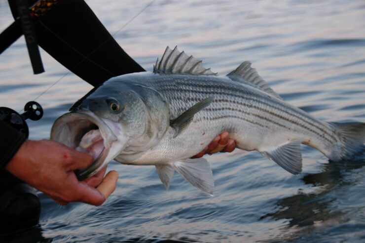Striped Bass (Rockfish)