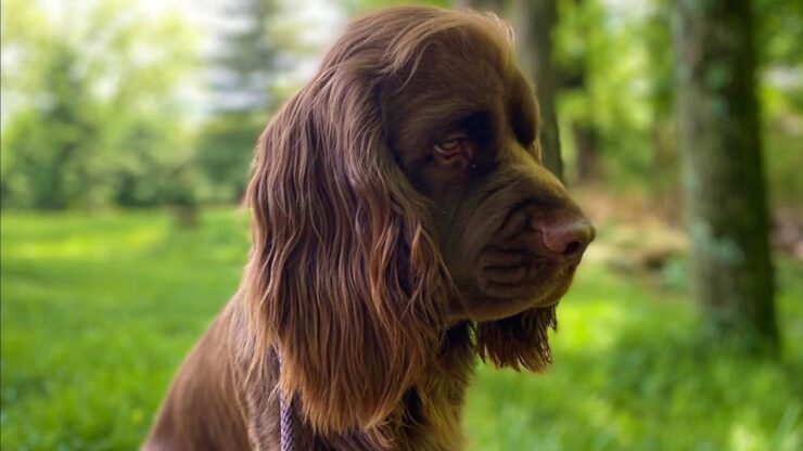 Sussex Spaniel