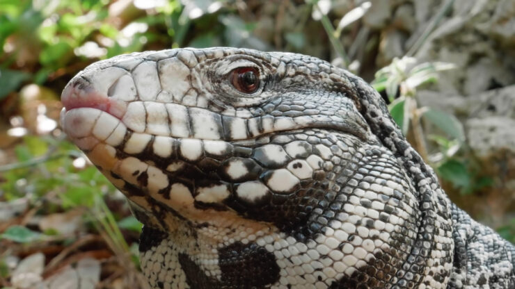 Tegu Lizards