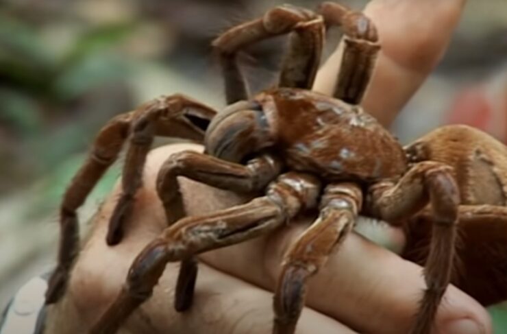 Texas tarantulas