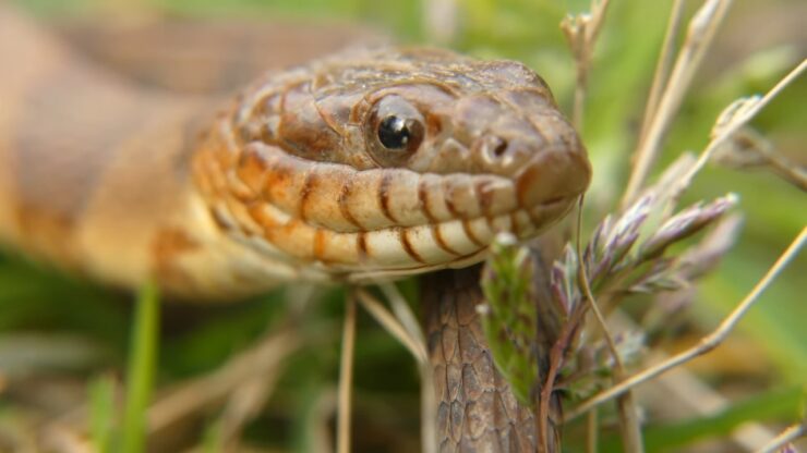 The Northern Water Snake