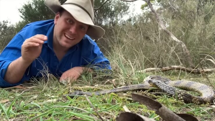 Tiger Snake