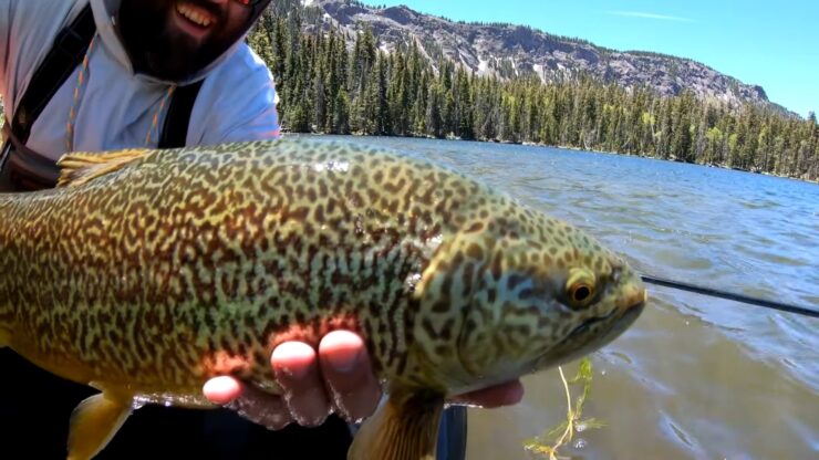 Tiger Trout