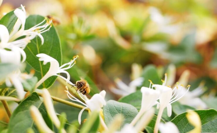 Trumpet Honeysuckle