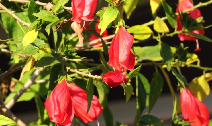 Turk's Cap