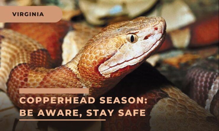 Virginia Copperhead Season