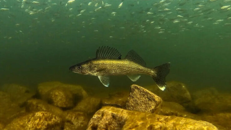Walleye