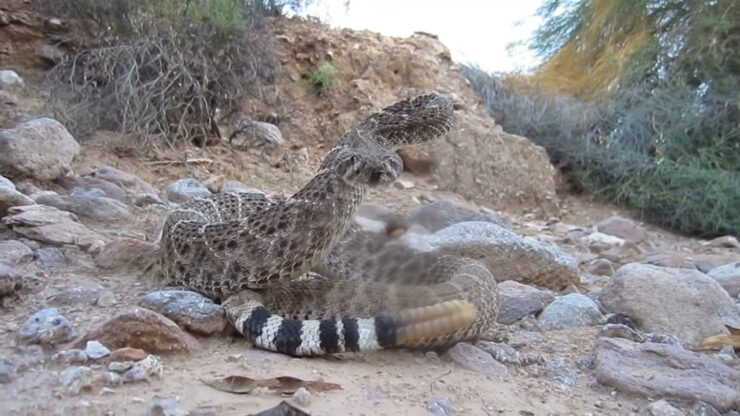 Western Diamondback Rattlesnake