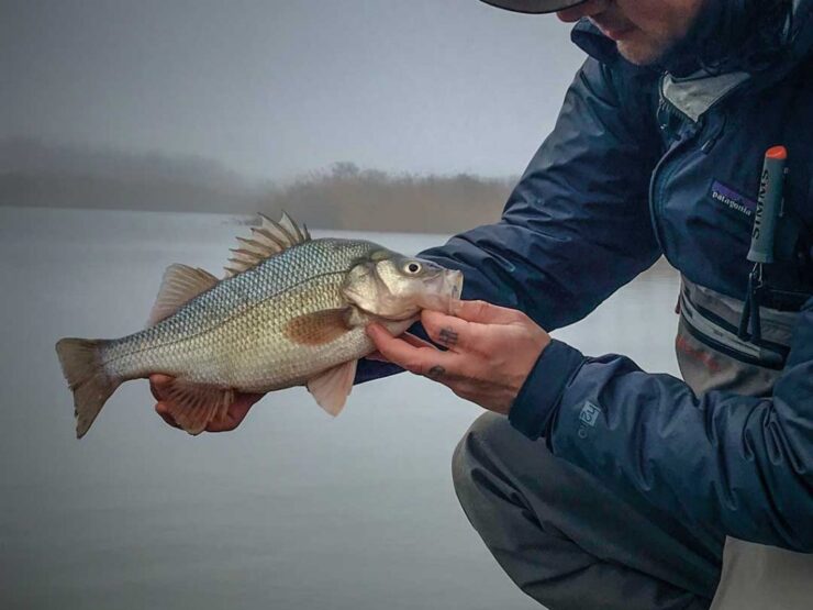 White Perch