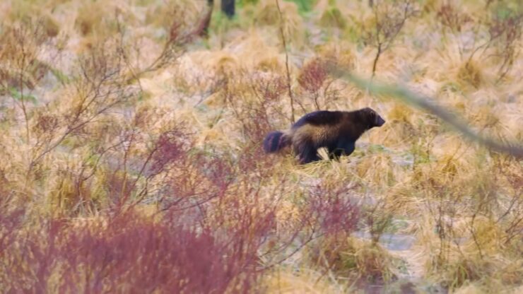 Wolverine in California