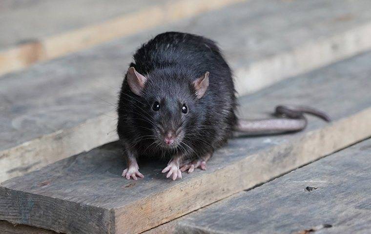 a-black-rat-on-a-pallet