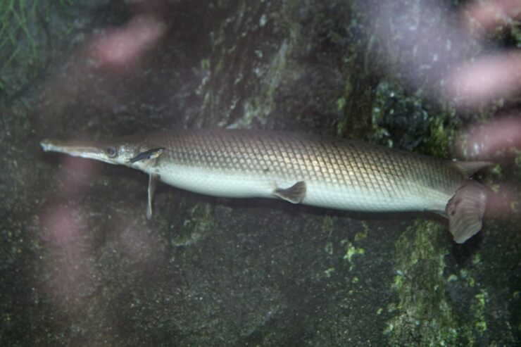 aligator gar