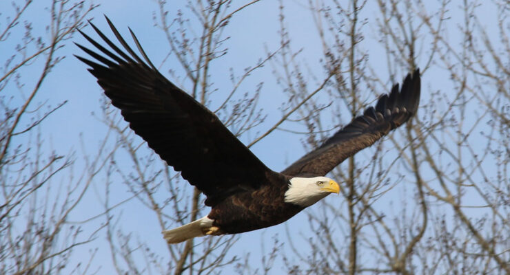 american bald eagle