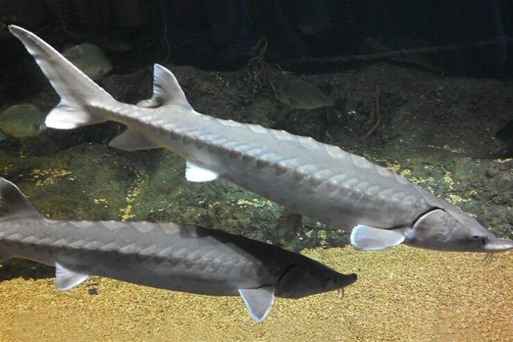 atlantic sturgeon