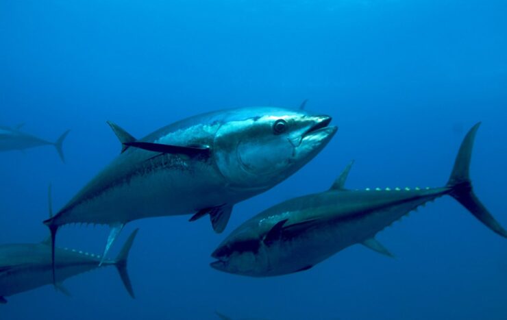 atlantic tuna