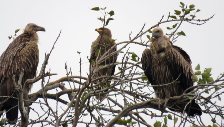 avian wonders