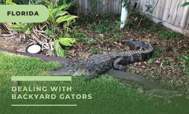 backyard gators