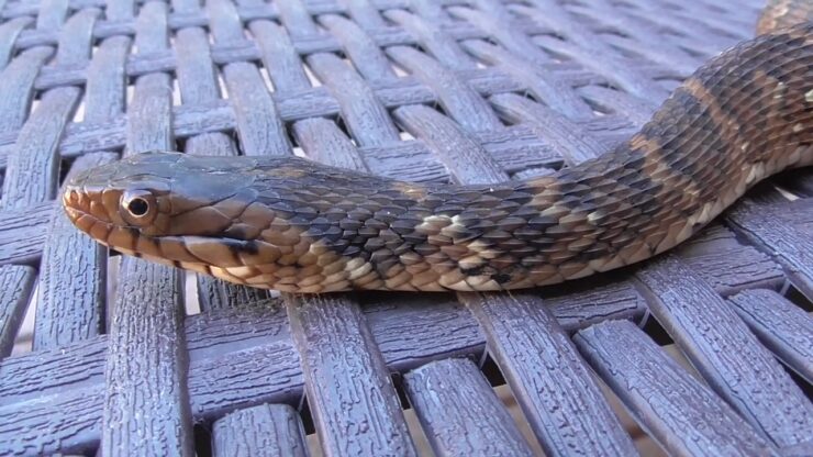 banded water snake