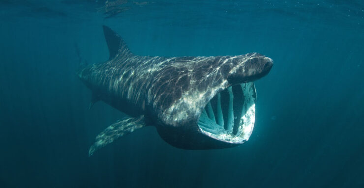 basking shark