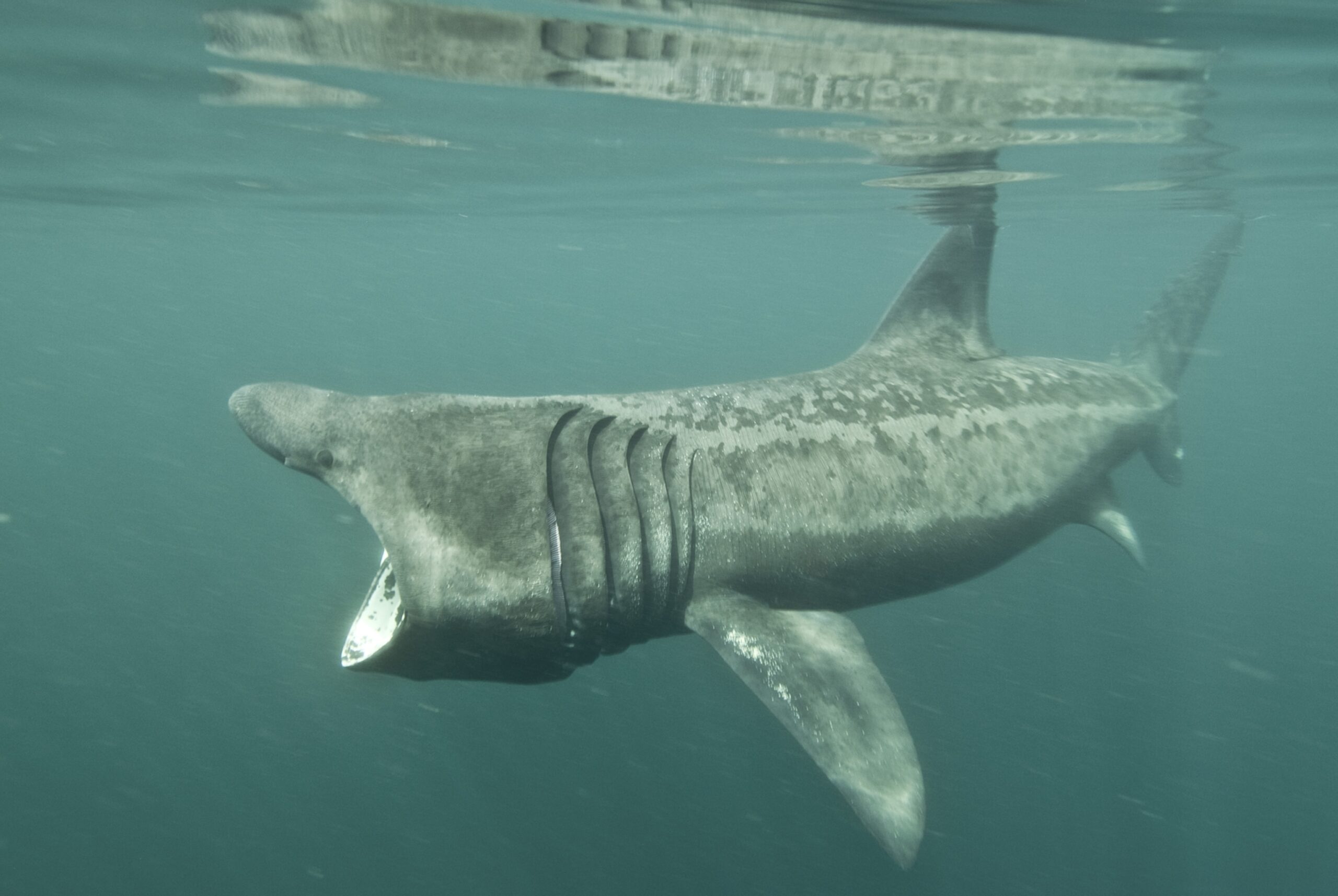 basking sharks