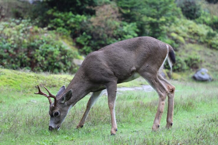 black tailed deer