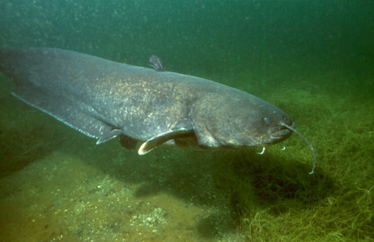 blue catfish