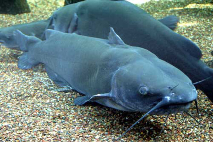 channel catfish