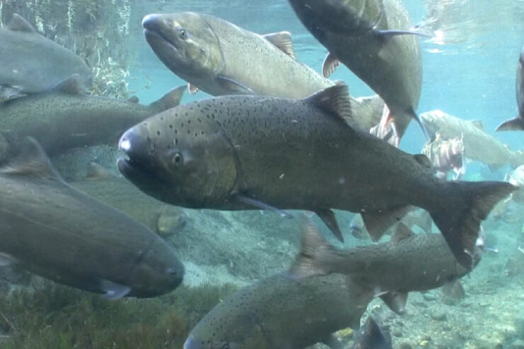 chinook salmon