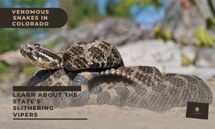 colorado snakes