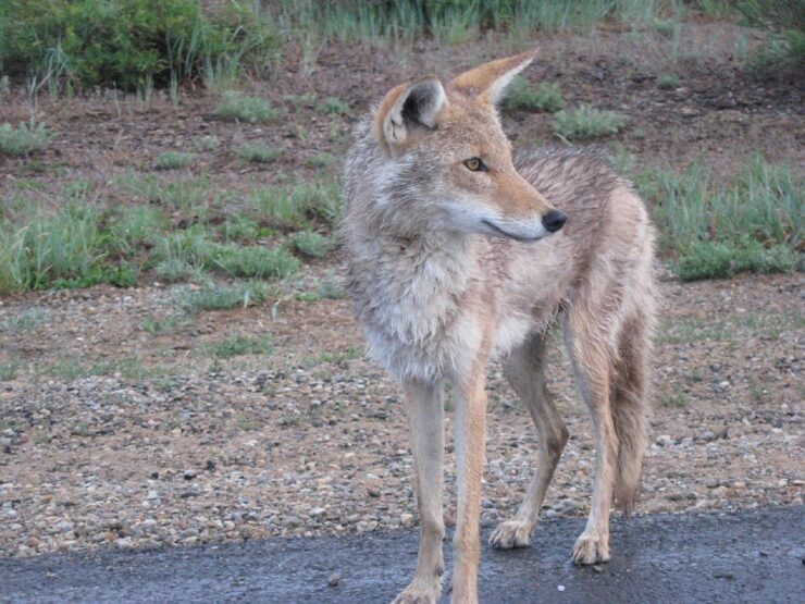 coyote memphis