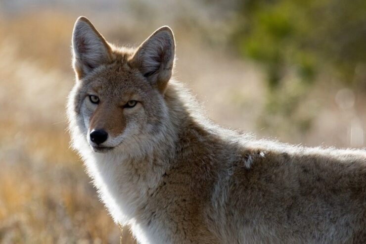coyote ohio