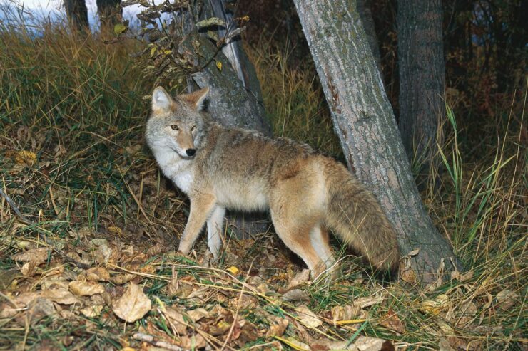 coyotes