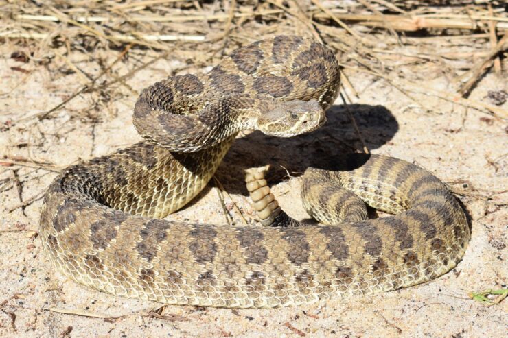 crotalus viridis