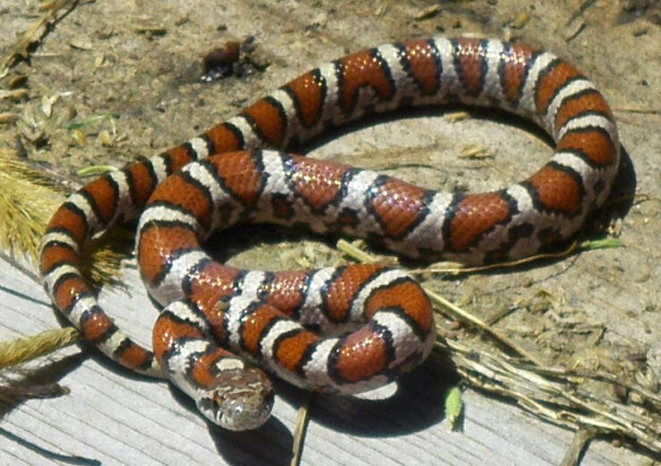 eastern milk snake