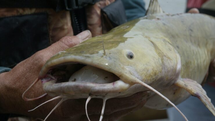 flathead catfish