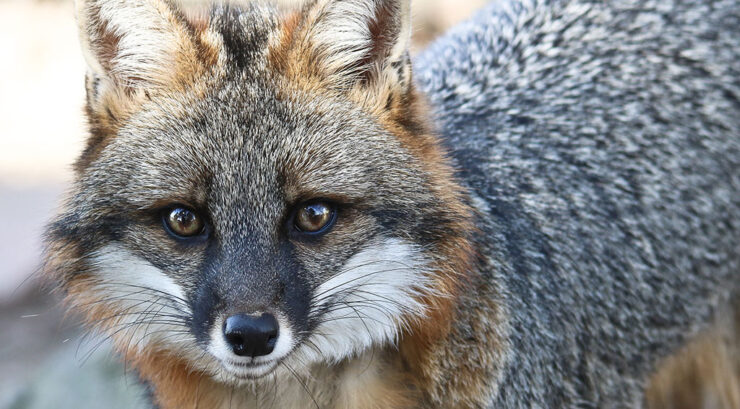 fox ohio