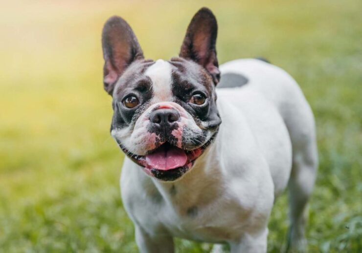 french buldog