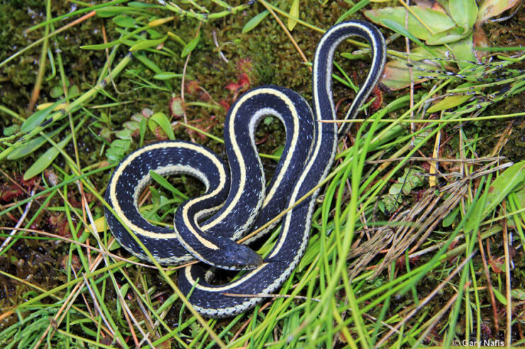 garter snake