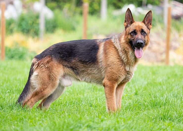 german shephard