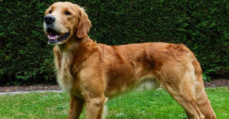 golden retriver