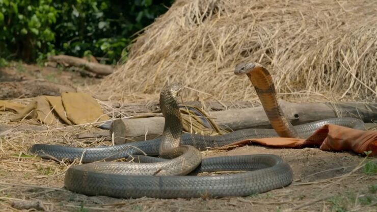 king cobra